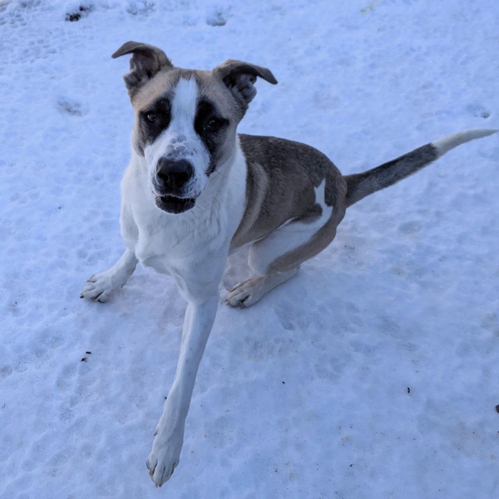 Enlarge Athena, a Adoptable mixed breed in Bella Vista, AR image 2/6