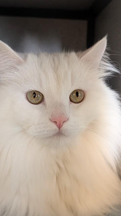 Concord, ADOPTABLE, Adult Male Domestic Long Hair & Domestic Medium Hair.