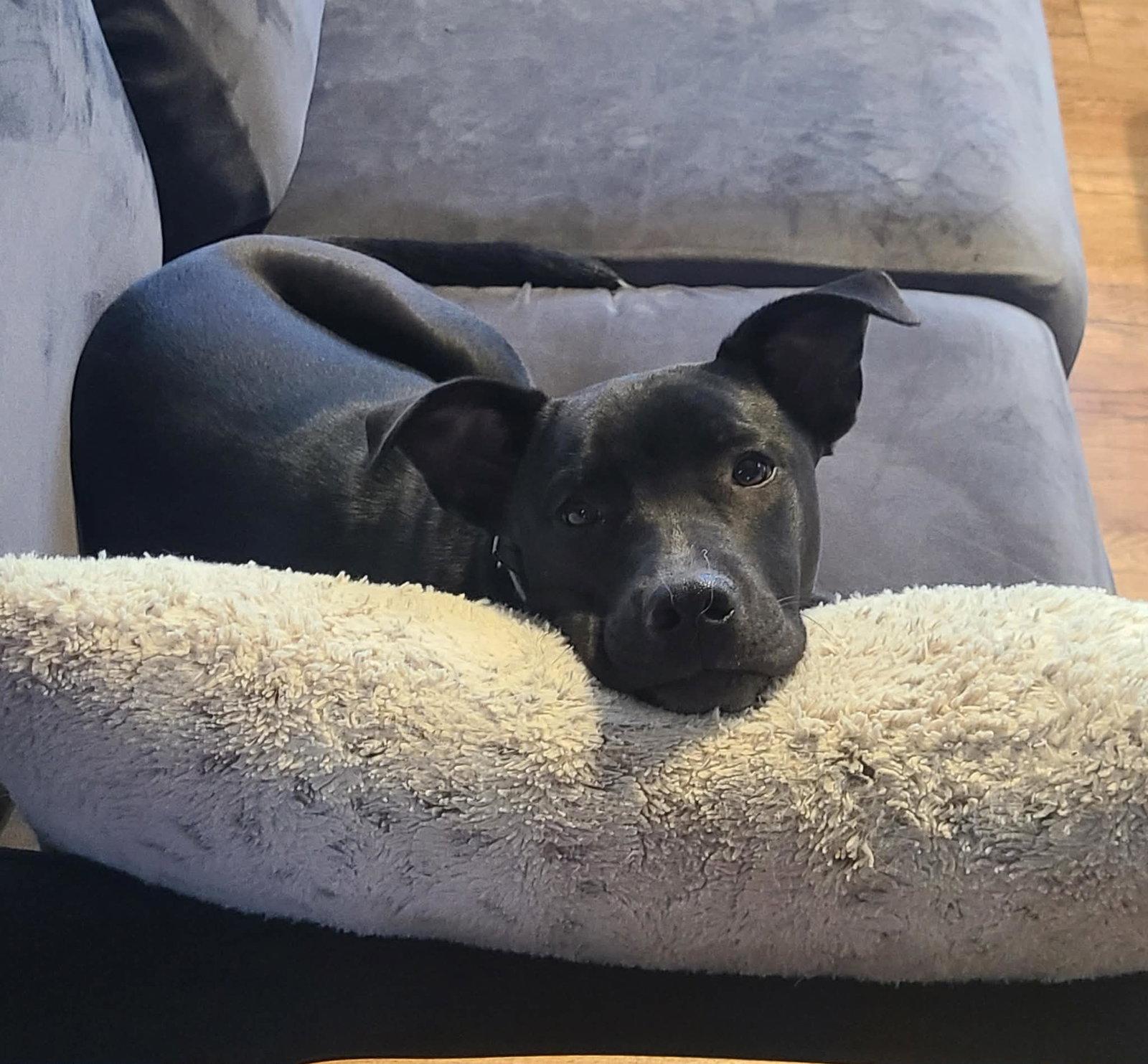 Jillian, Adoptable, Puppy Female Cattle Dog & Pit Bull Terrier.