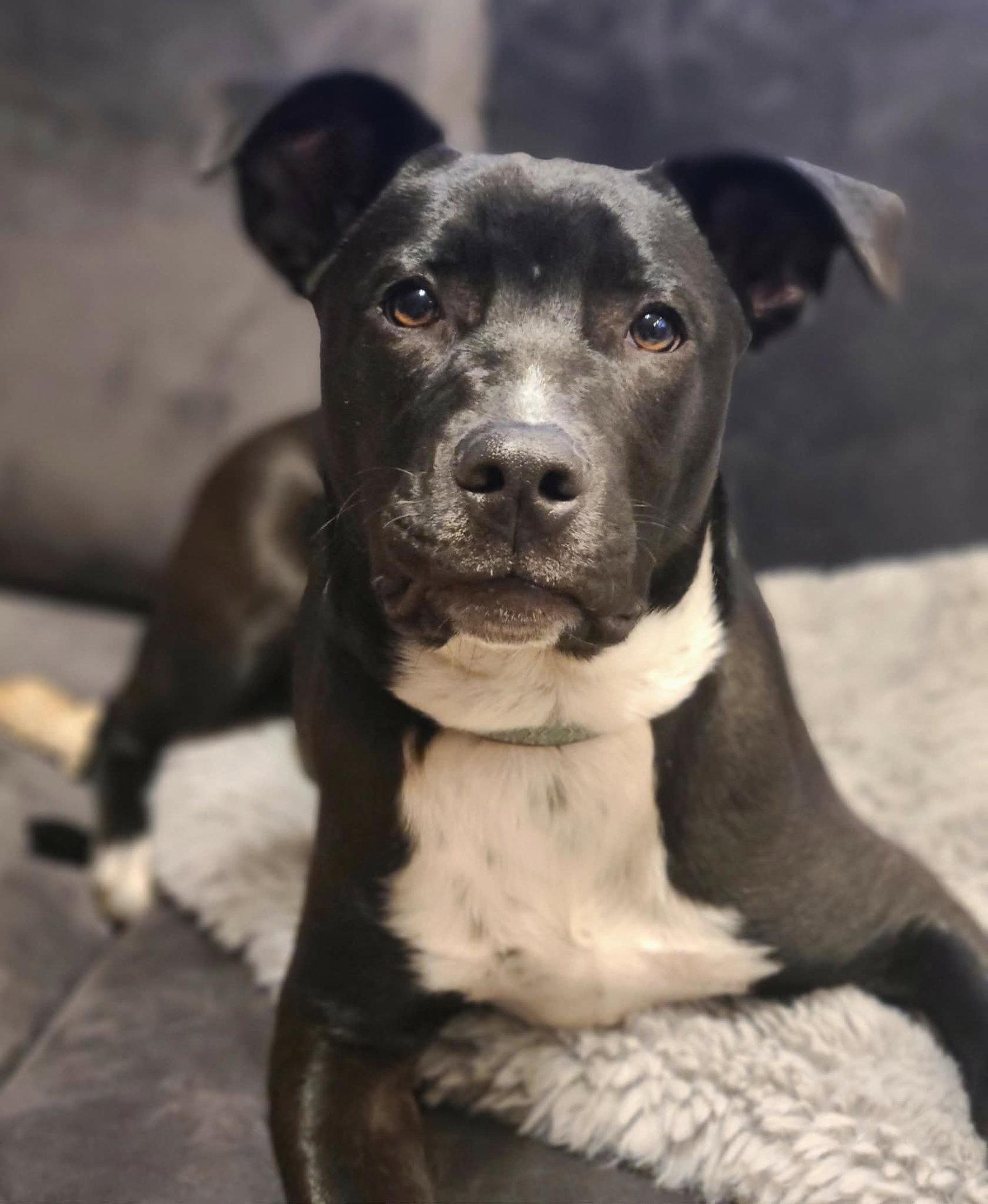 Enlarge Jillian, a Adoptable mixed breed in West Des Moines, IA image 2/3