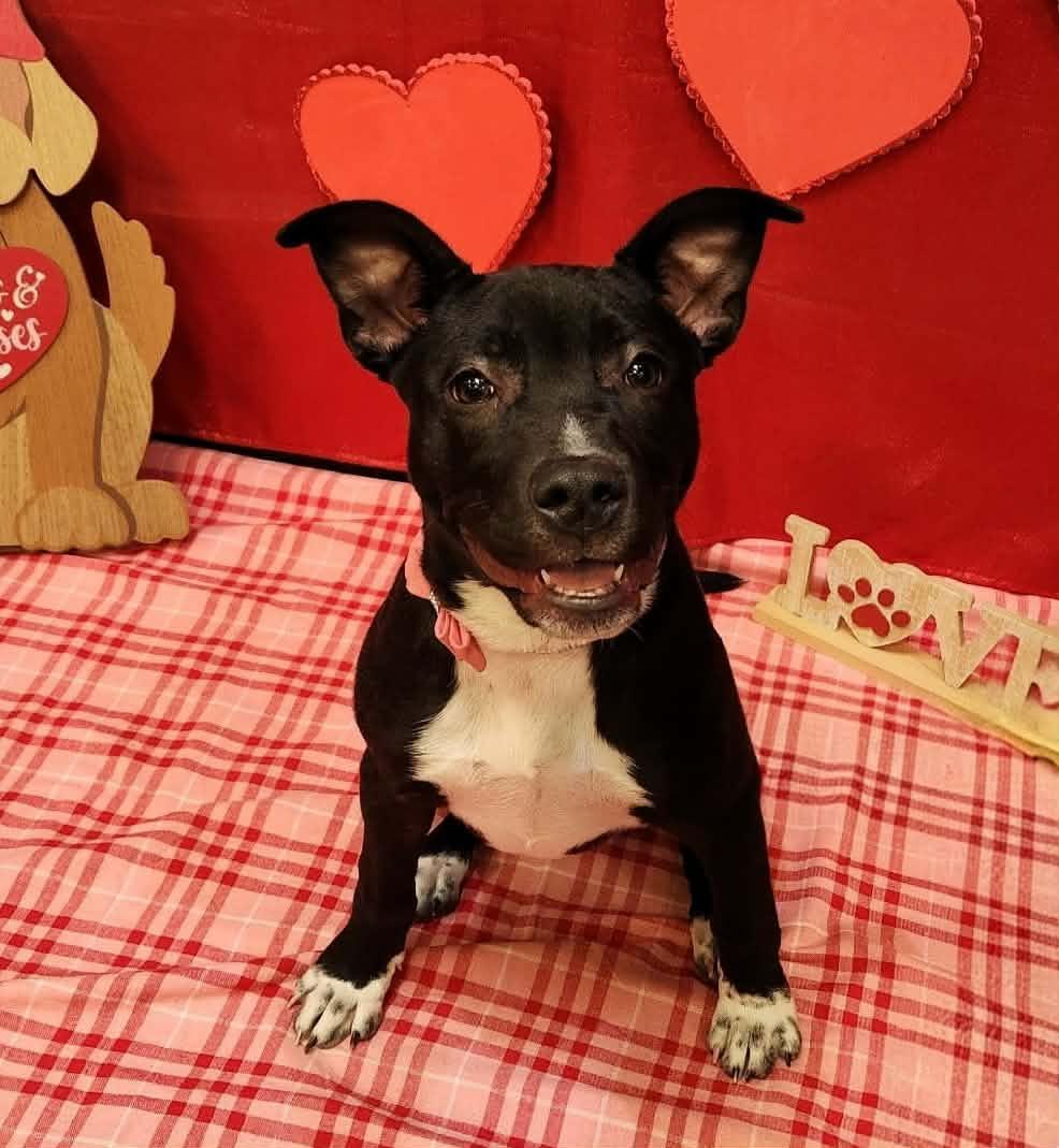 Jillian, Adoptable, Puppy Female Cattle Dog & Pit Bull Terrier.