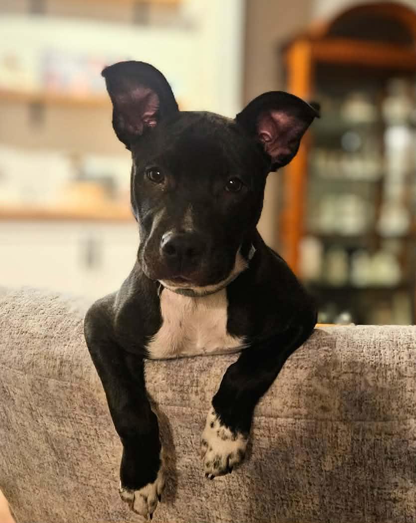 Enlarge Jillian, a Adoptable mixed breed in West Des Moines, IA image 2/3