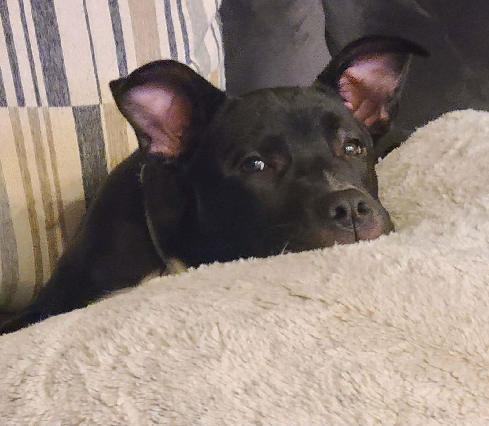 Enlarge Jillian, a Adoptable mixed breed in West Des Moines, IA image 3/3