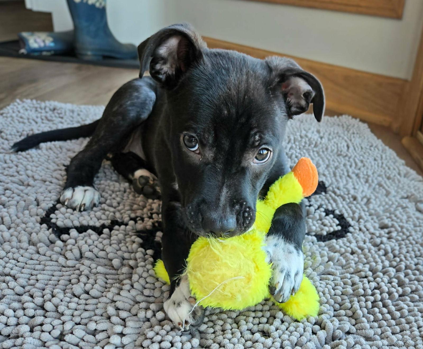 Jillian, a Adoptable mixed breed in West Des Moines, IA image 5/6