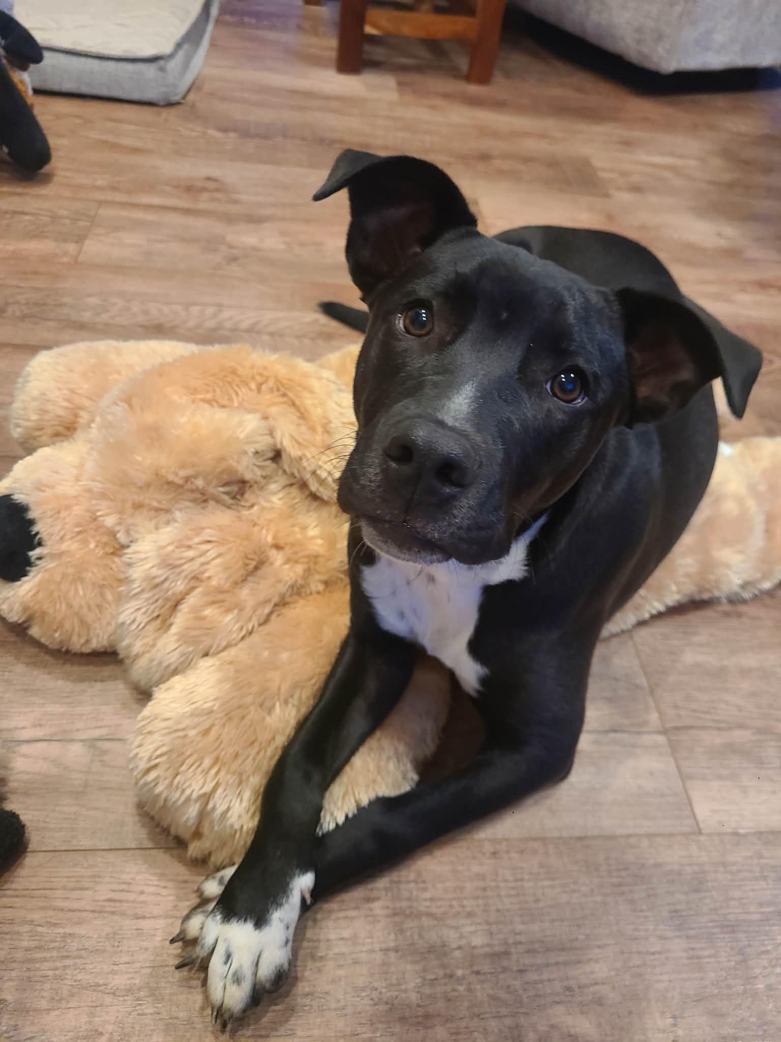 Enlarge Jillian, a Adoptable mixed breed in West Des Moines, IA image 3/3