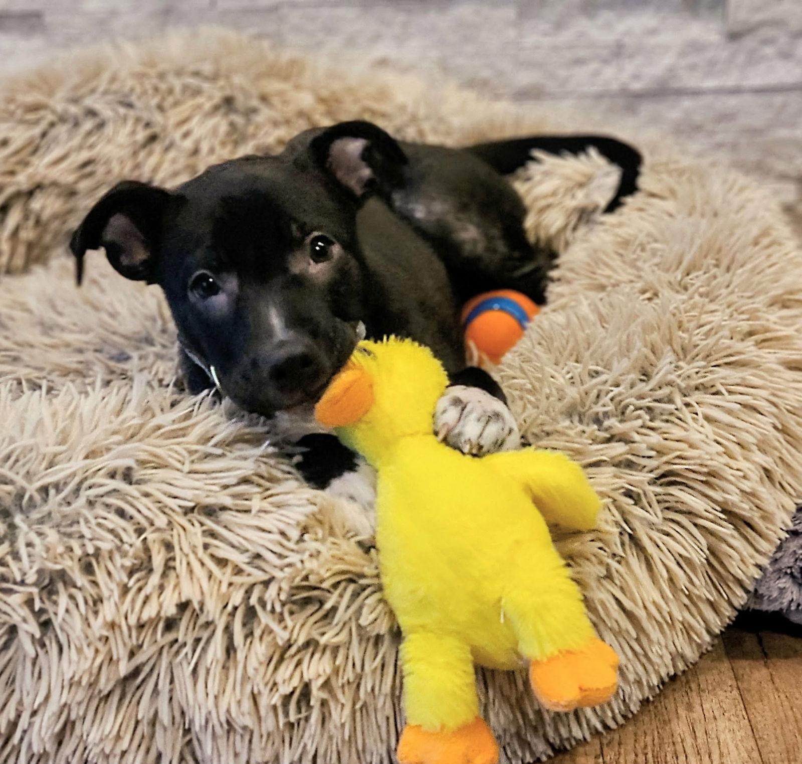 Jillian, a Adoptable mixed breed in West Des Moines, IA image 6/6