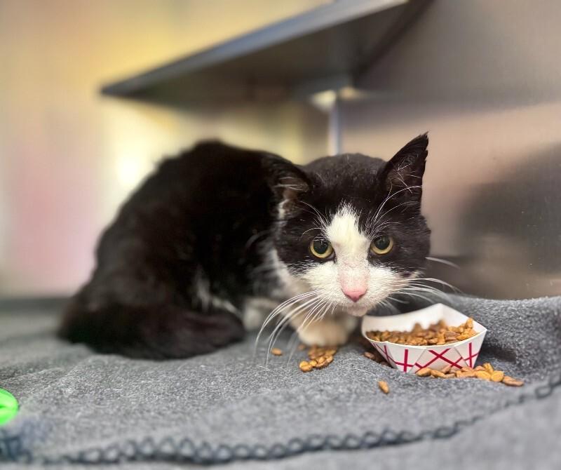 Sylvester, Adoptable, Adult Male Domestic Short Hair.