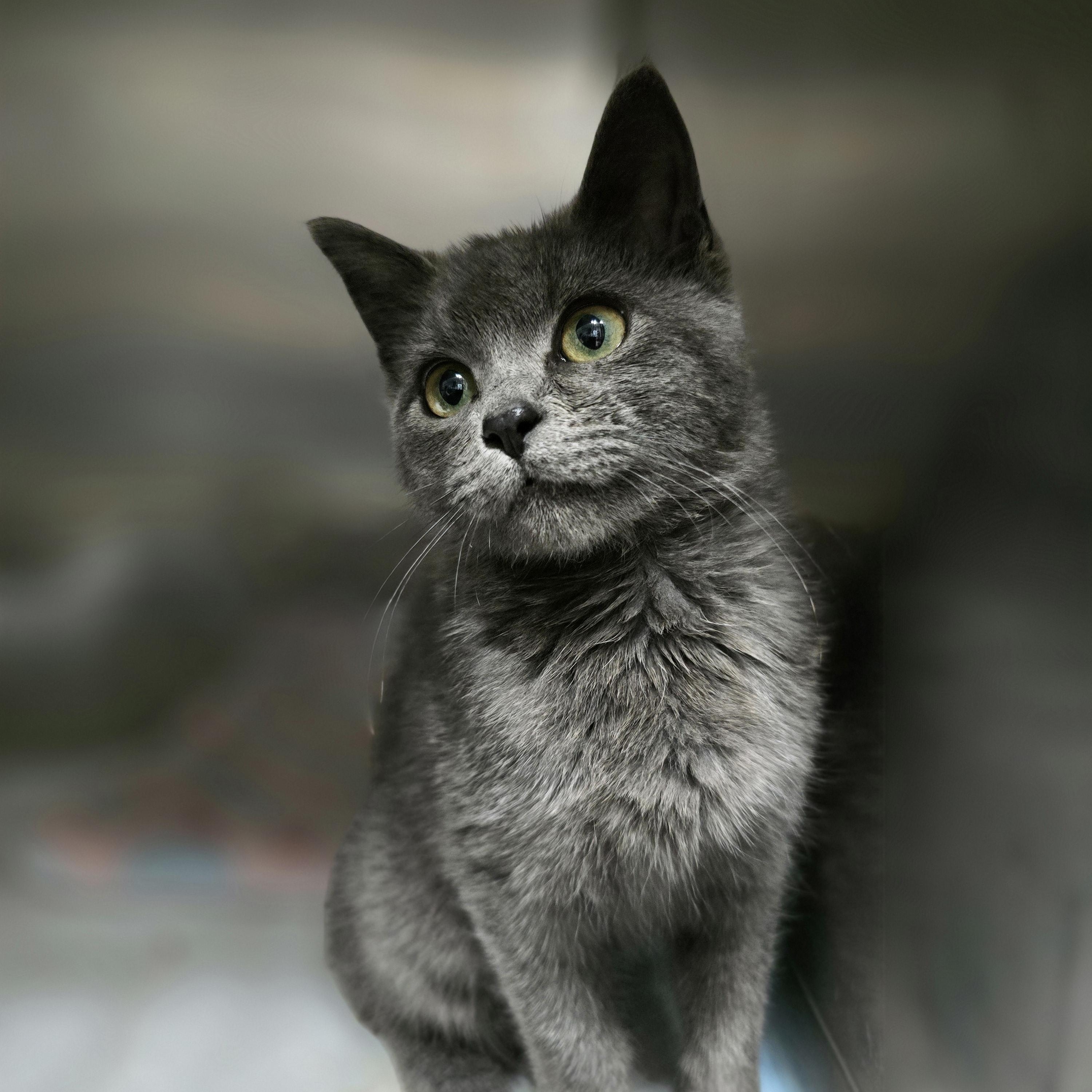 Liberty (tripod), Adoptable, Kitten Female Domestic Short Hair.