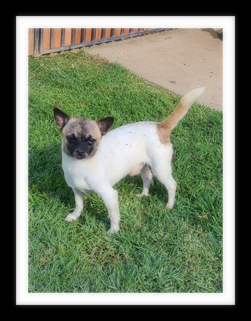 OWEN ( PLEASE submit an application @ southernstaranimalrescue.org), an adopted Chihuahua & Pomeranian Mix in Winchester, CA_image-1