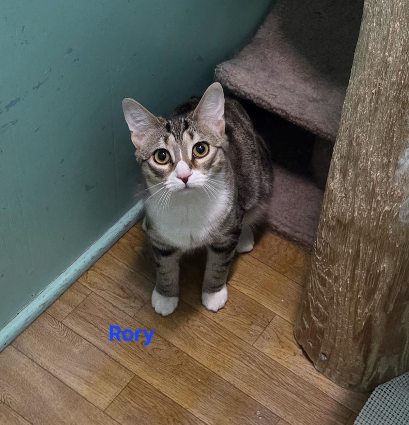 Enlarge Riley, a ADOPTABLE mixed breed in Whitewater, WI image 4/4