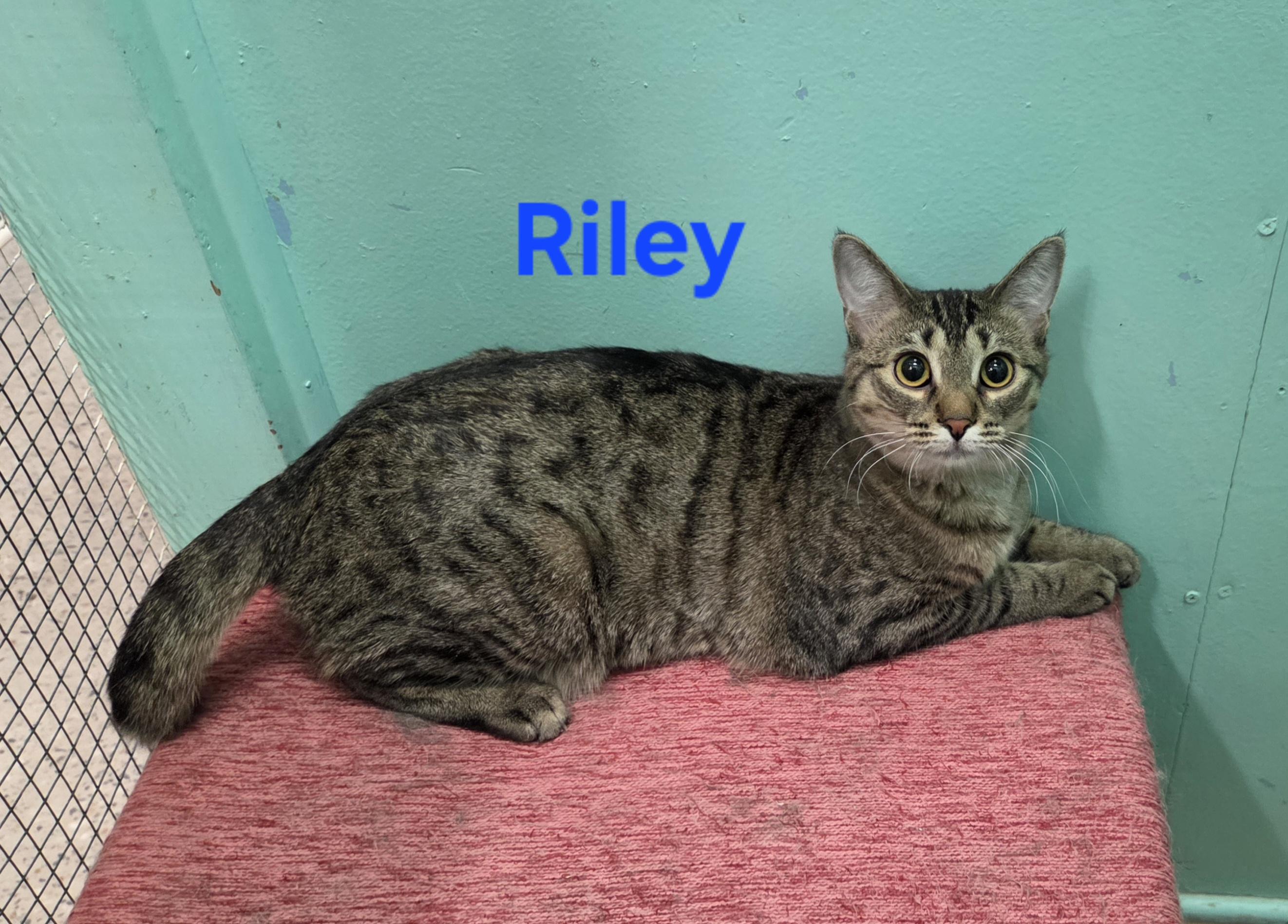 Enlarge Riley, a ADOPTABLE mixed breed in Whitewater, WI image 2/4