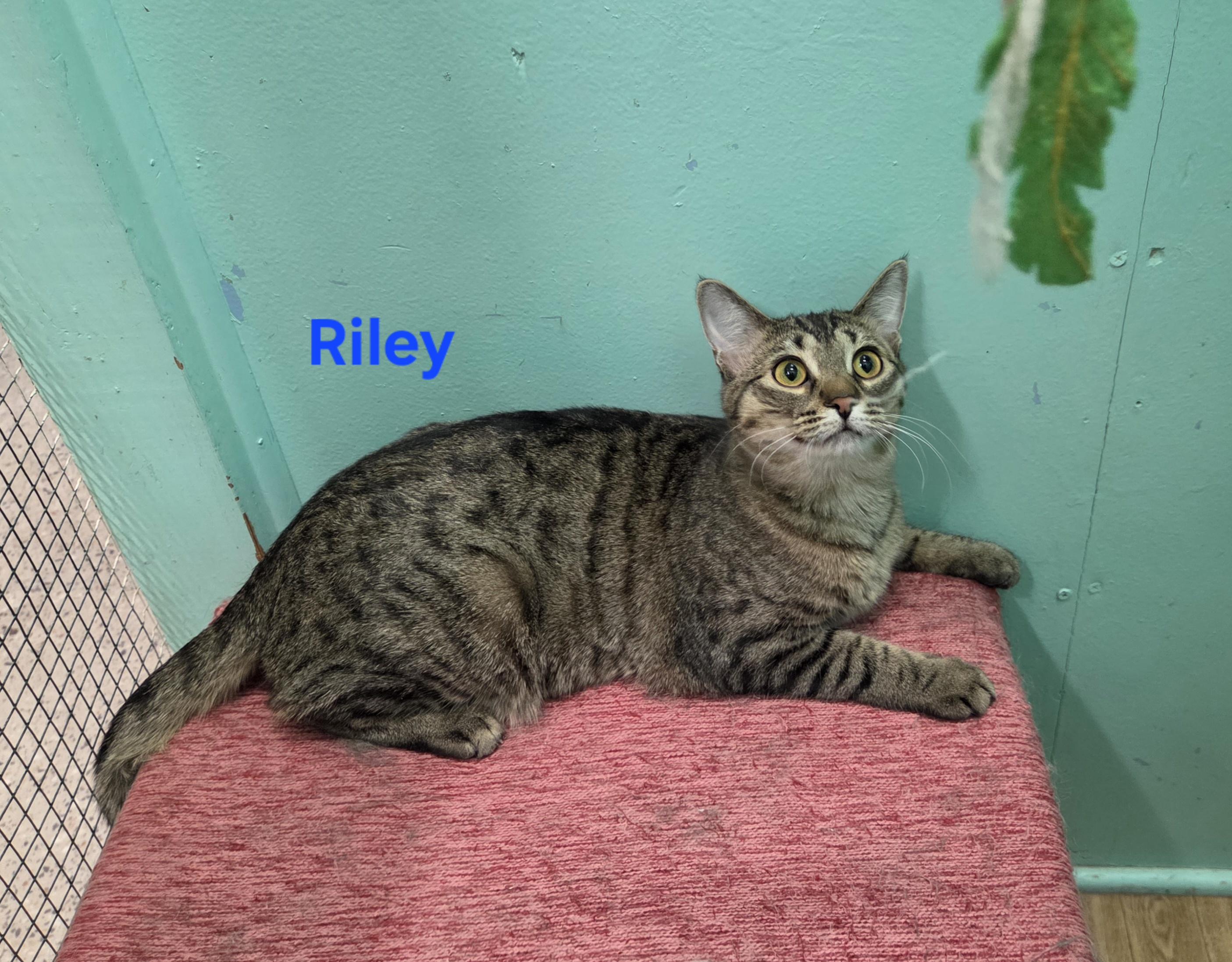 Riley, ADOPTABLE, Young Female Domestic Short Hair.