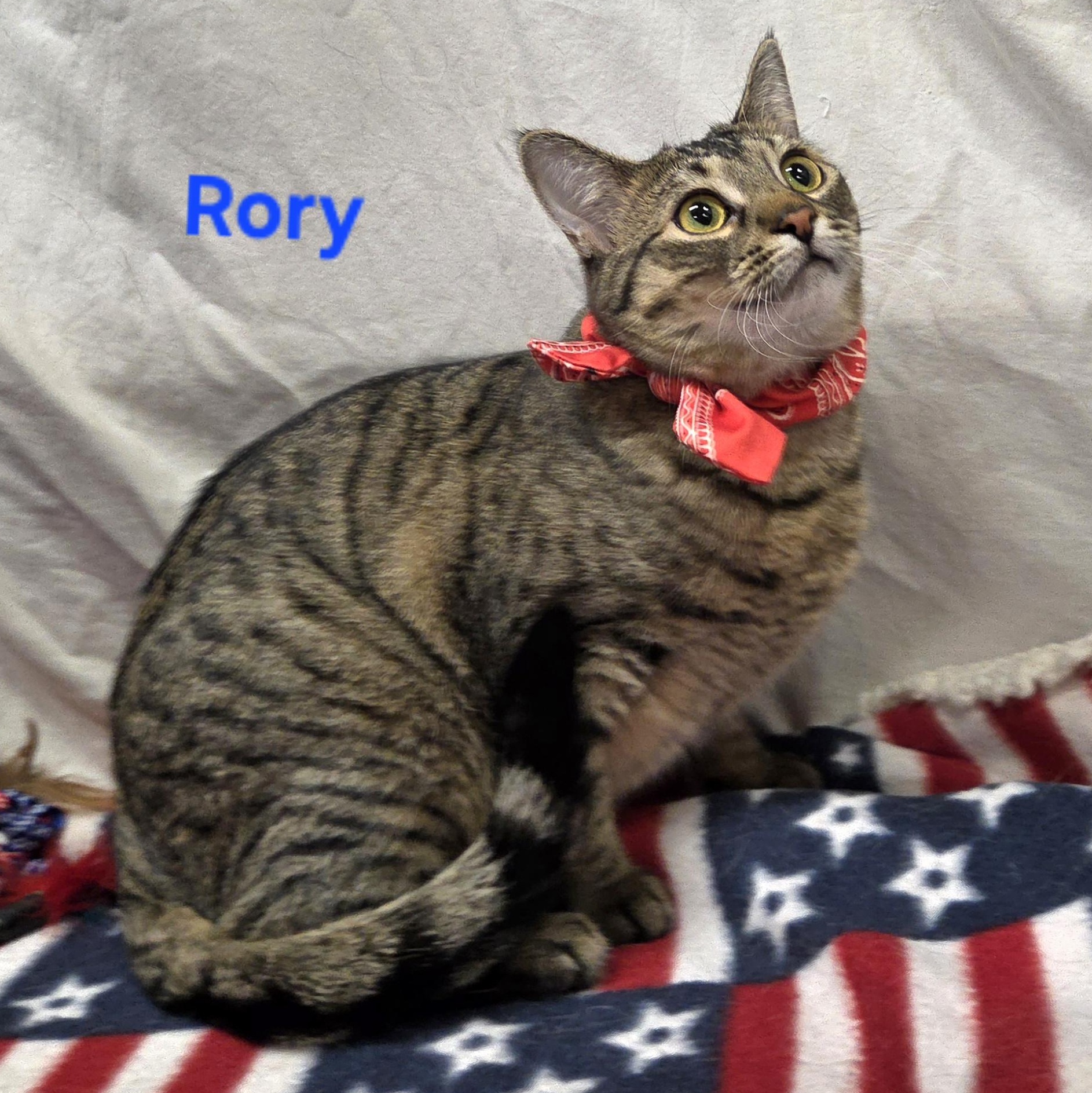 Enlarge Rory, a Adoptable mixed breed in Whitewater, WI image 1/5