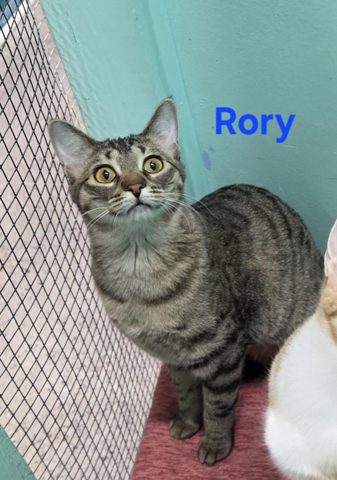 Enlarge Rory, a Adoptable mixed breed in Whitewater, WI image 2/5