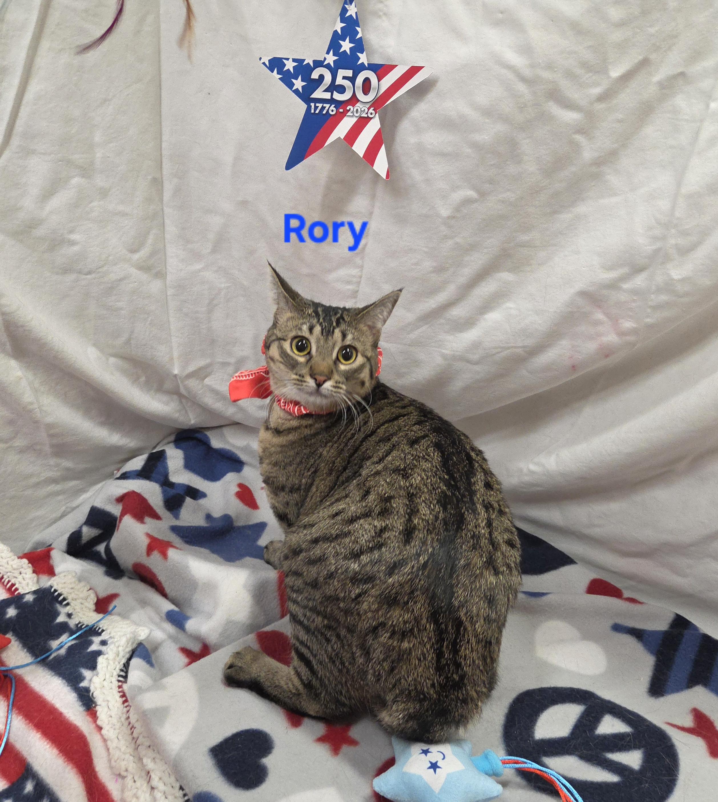 Enlarge Rory, a Adoptable mixed breed in Whitewater, WI image 4/5