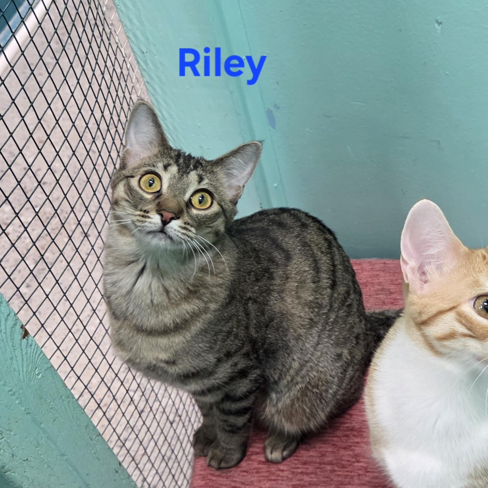 Enlarge Rory, a Adoptable mixed breed in Whitewater, WI image 5/5