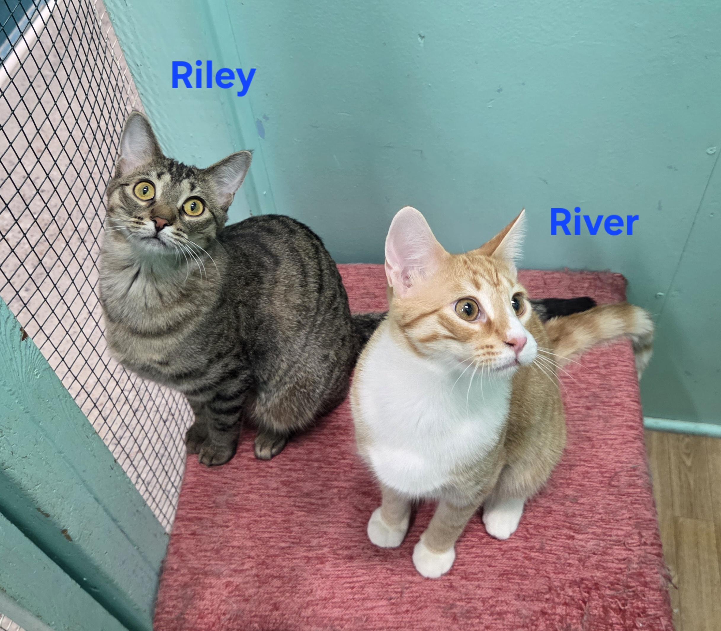 Enlarge Riley, a ADOPTABLE mixed breed in Whitewater, WI image 3/4
