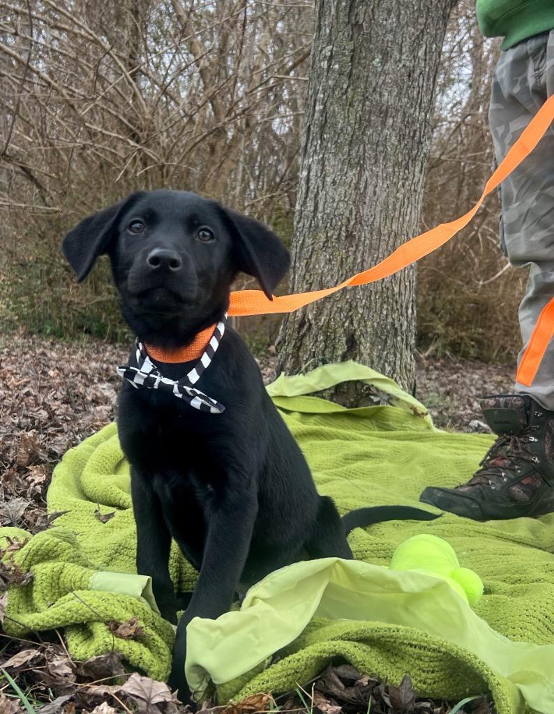 Oswald, Adoptable, Puppy Male Labrador Retriever.