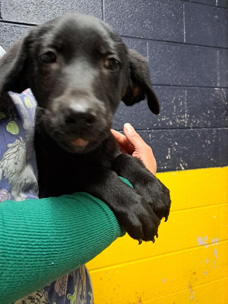 Enlarge Oswald, a Adoptable Labrador Retriever in Murray, KY image 1/4