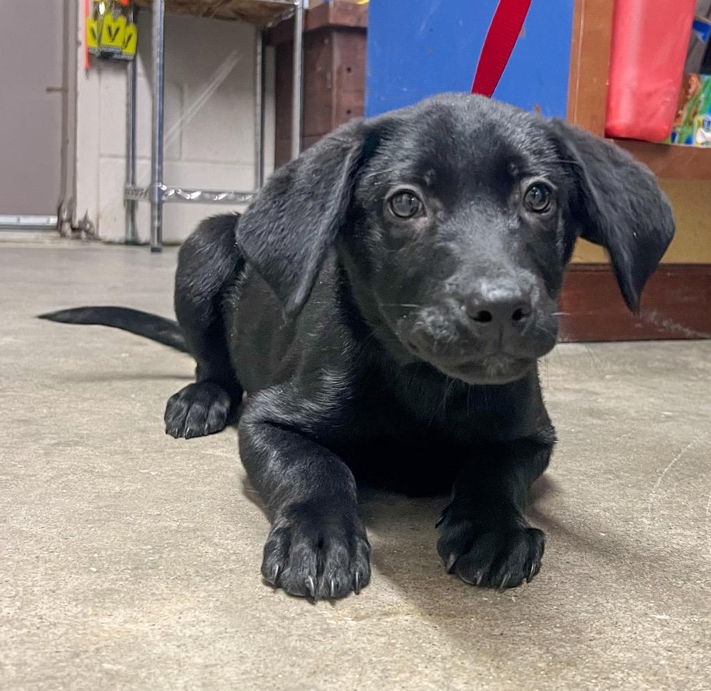 Enlarge Oswald, a Adoptable Labrador Retriever in Murray, KY image 2/4