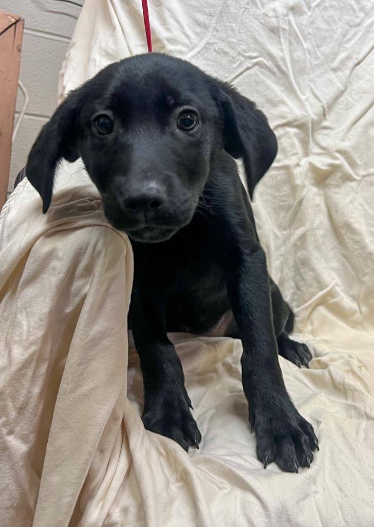 Enlarge Oswald, a Adoptable Labrador Retriever in Murray, KY image 3/4