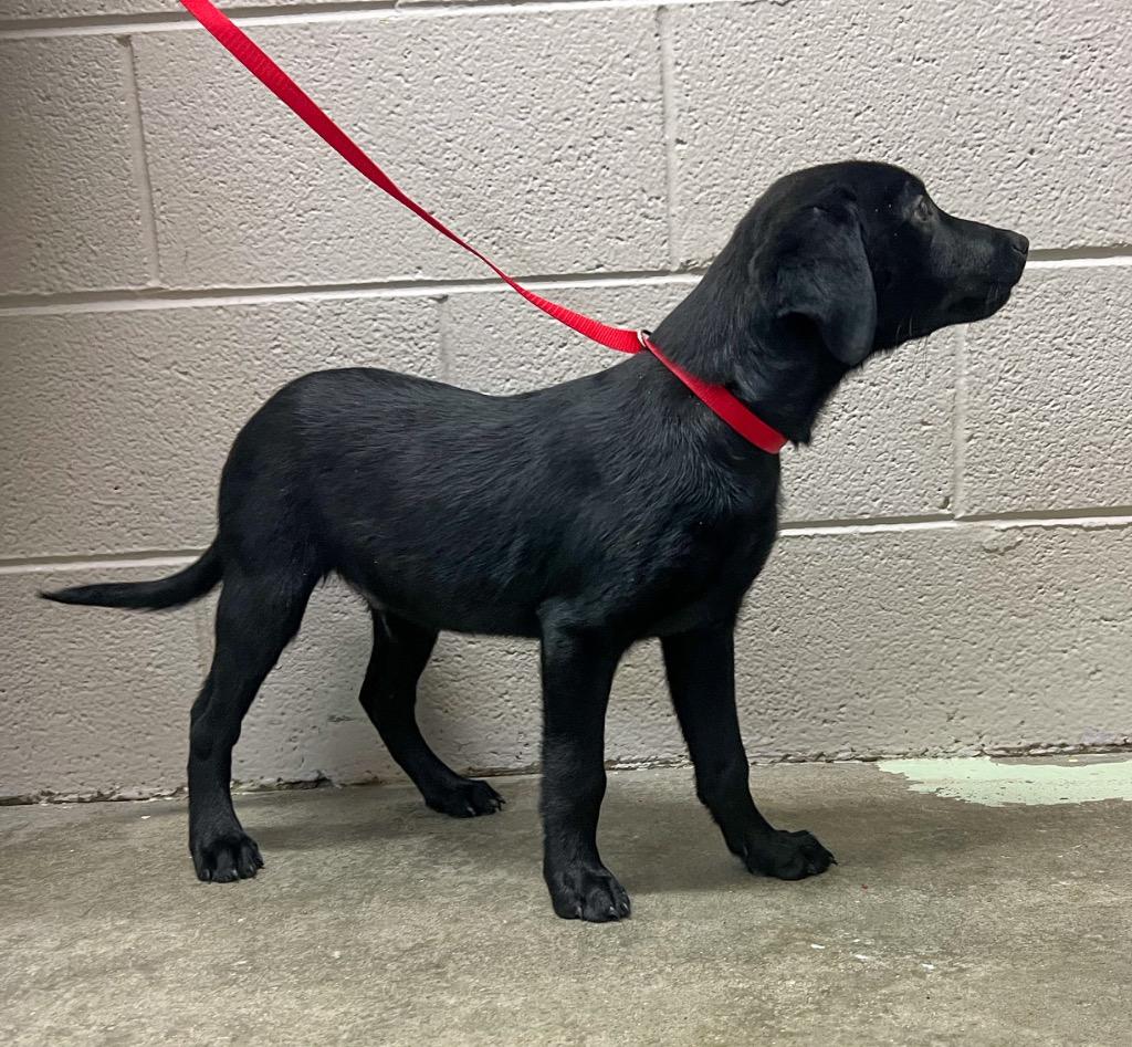 Enlarge Oswald, a Adoptable Labrador Retriever in Murray, KY image 4/4