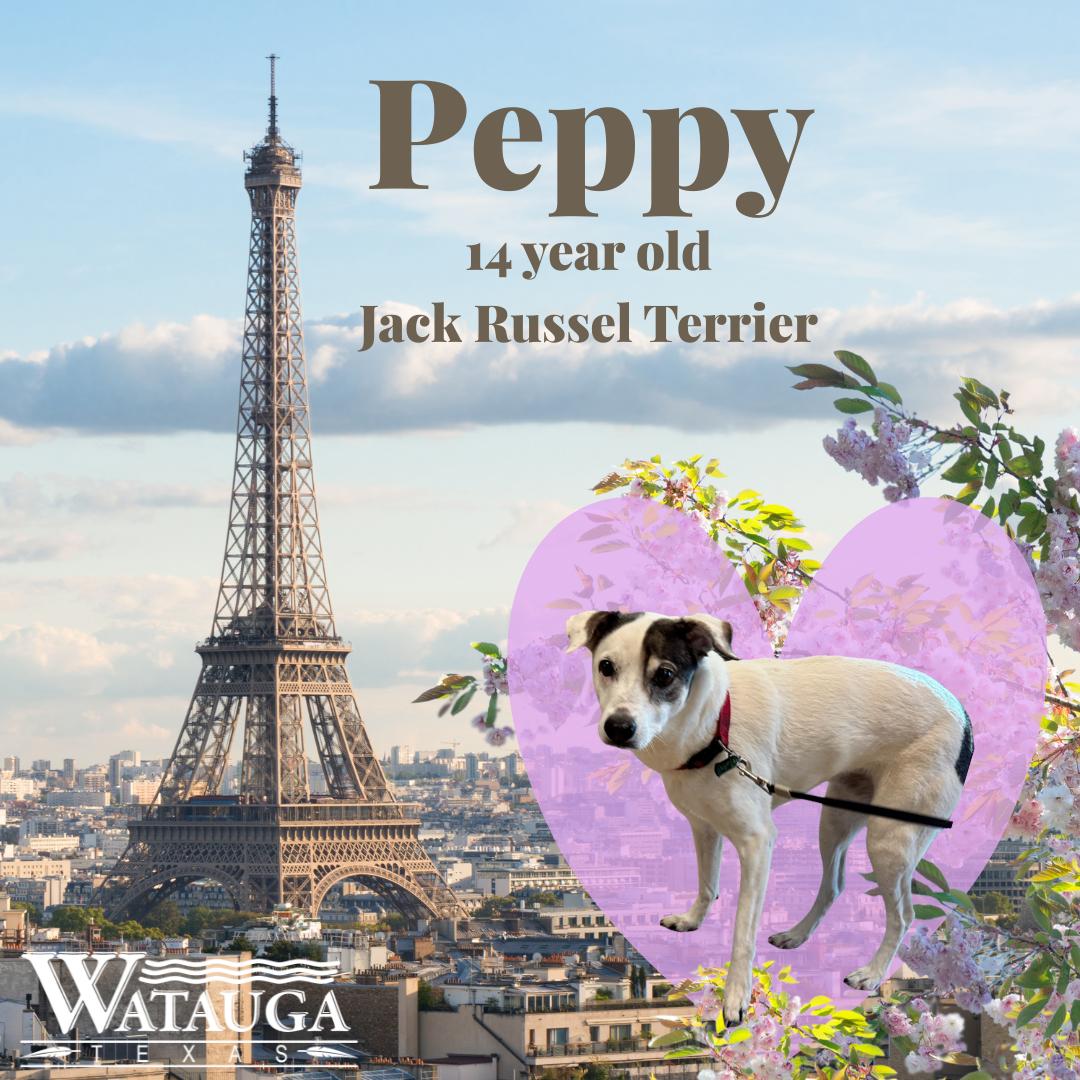 Peppy, ADOPTABLE, Senior Female Jack Russell Terrier.