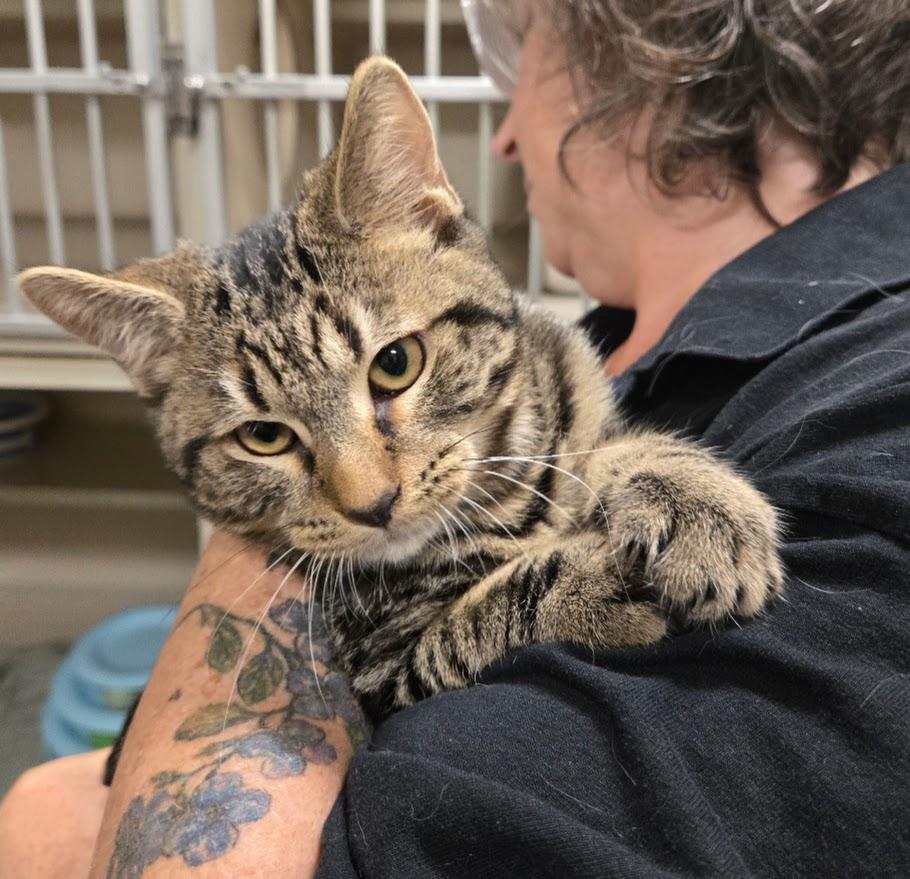 Enlarge Uno, a Adopted Tabby in New Rochelle, NY image 1/2