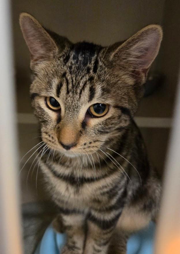 Enlarge Uno, a Adopted Tabby in New Rochelle, NY image 2/2
