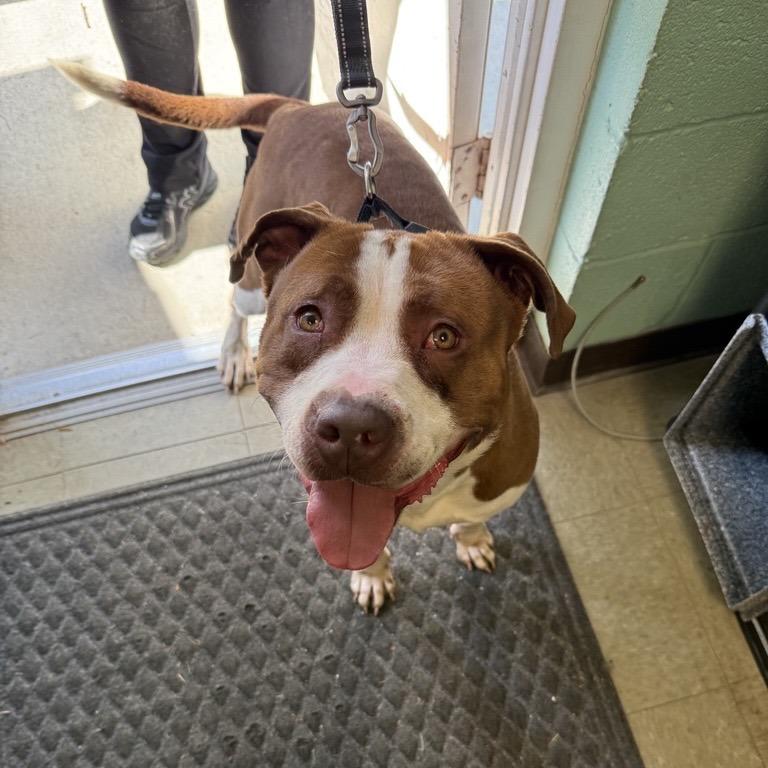 Henry, a Adoptable Pit Bull Terrier in Birdsboro, PA image 1/5