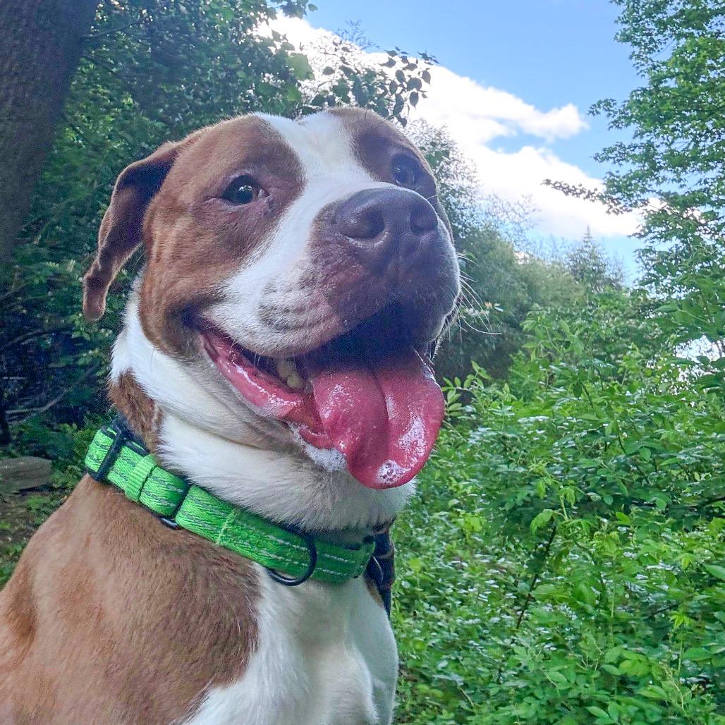Henry, a Adoptable Pit Bull Terrier in Birdsboro, PA image 2/5