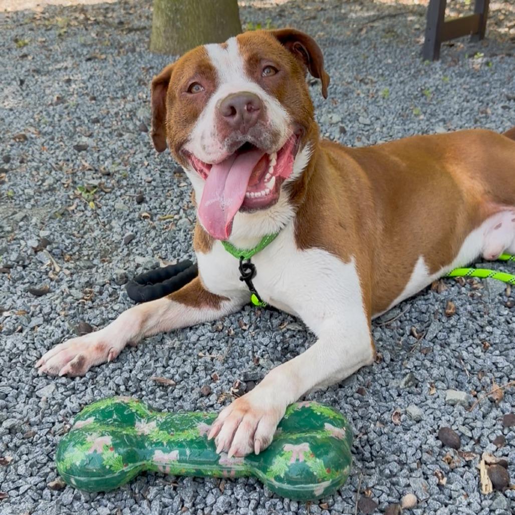 Henry, a Adoptable Pit Bull Terrier in Birdsboro, PA image 3/5