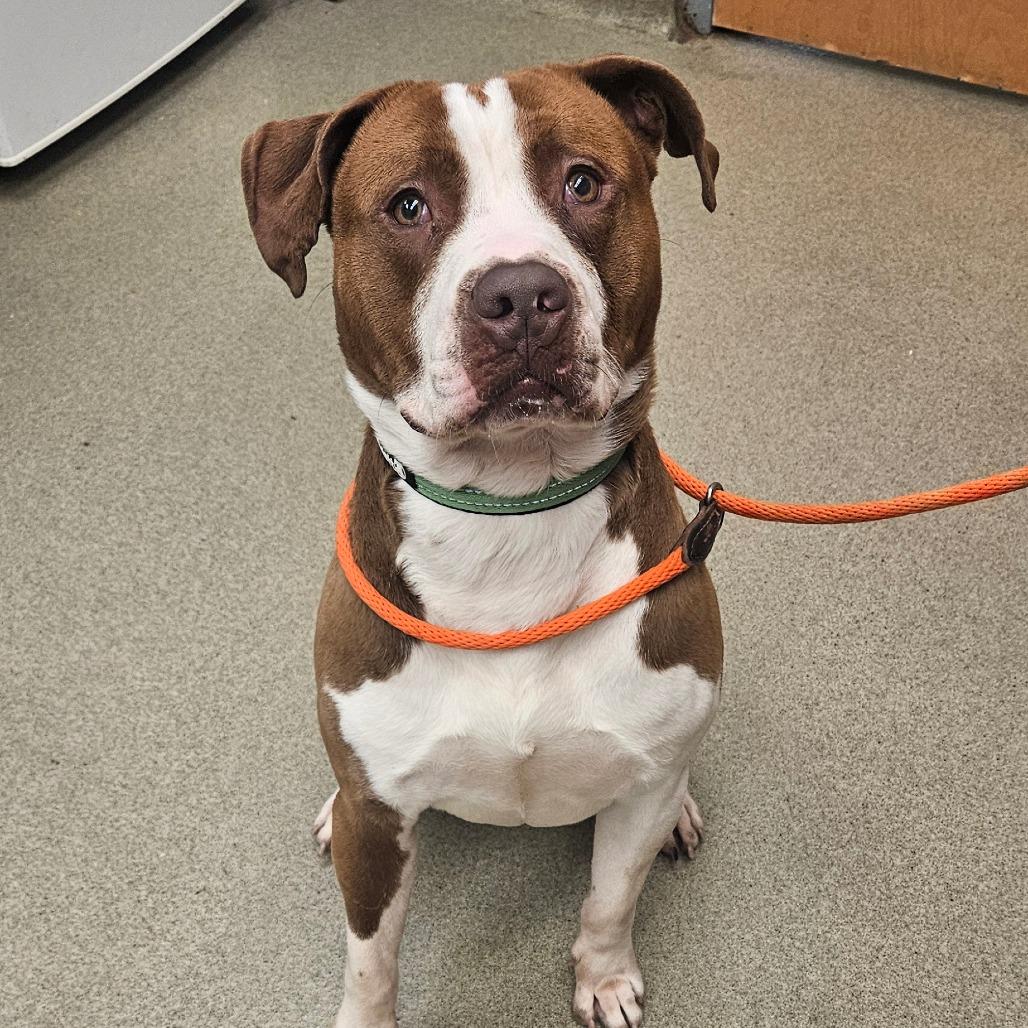 Henry, a Adoptable Pit Bull Terrier in Birdsboro, PA image 4/5