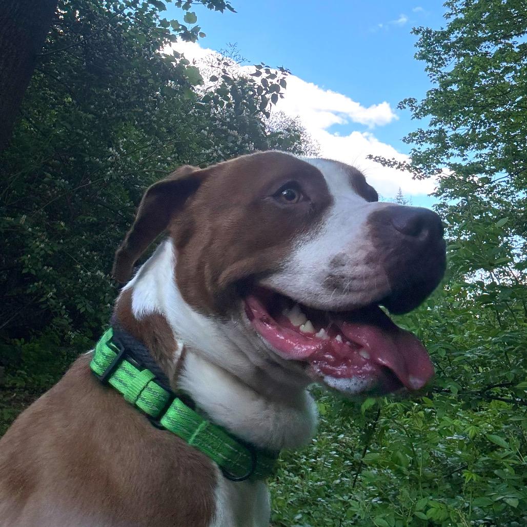Henry, a Adoptable Pit Bull Terrier in Birdsboro, PA image 5/5