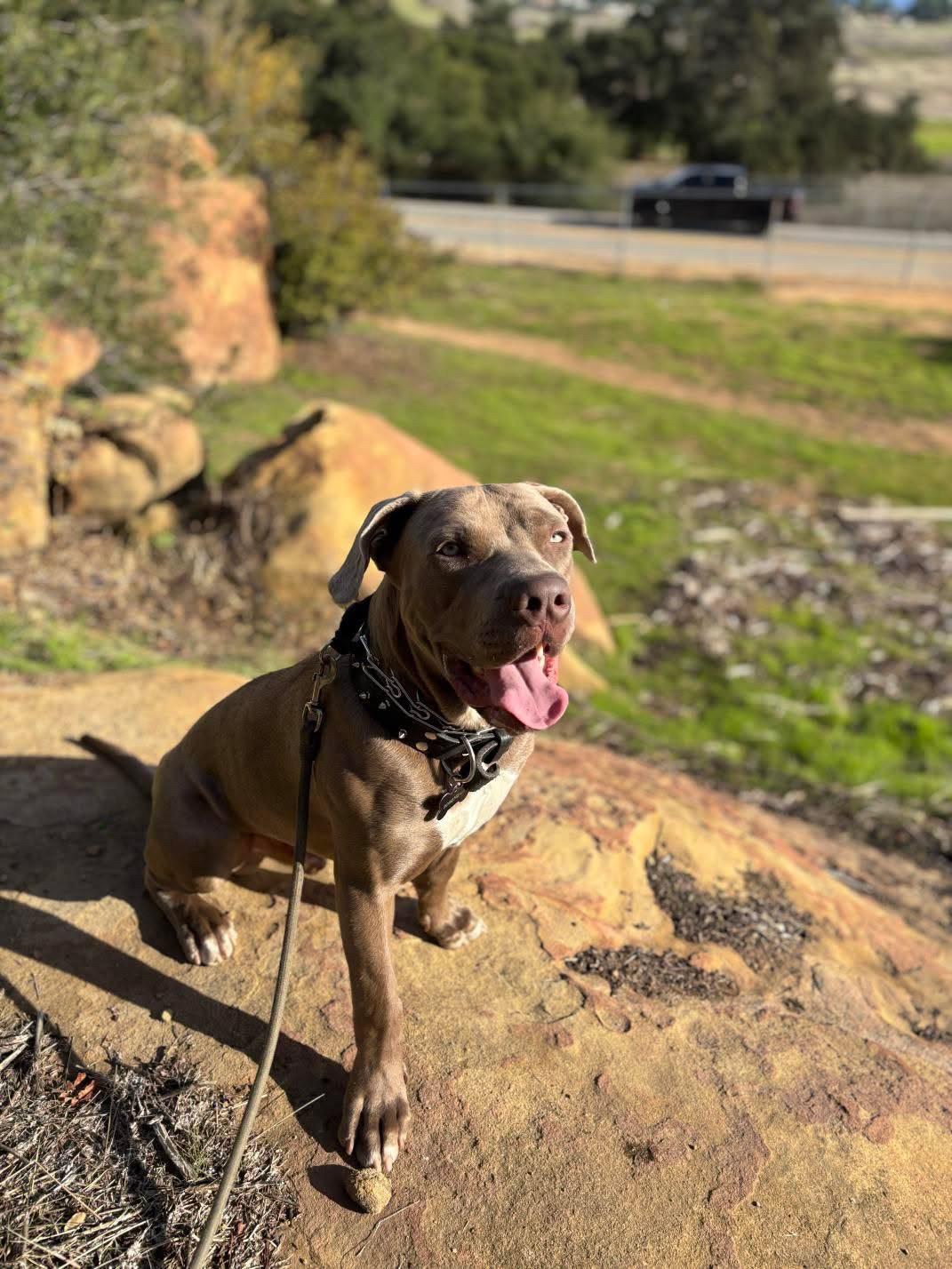 Bubu, a Adoptable mixed breed in Claremont, CA image 2/6