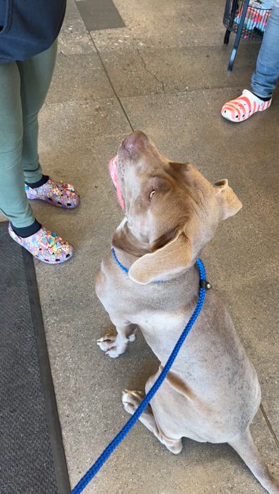 Enlarge Bubu, a Adoptable mixed breed in Claremont, CA video 6/6