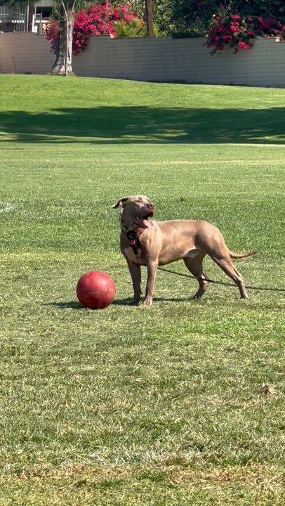 Enlarge Bubu, a Adoptable mixed breed in Claremont, CA video 3/6
