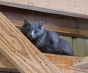 Barn Kitties - no fee! photo 1