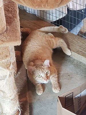 Barn Kitties - no fee!, a Adoptable Domestic Short Hair in Monterey, VA image 2/8