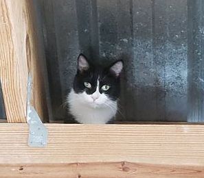 Barn Kitties - no fee!, a Adoptable Domestic Short Hair in Monterey, VA image 3/8