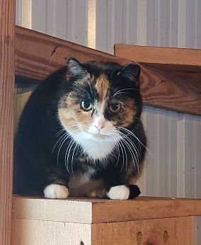 Barn Kitties - no fee!, a Adoptable Domestic Short Hair in Monterey, VA image 4/8