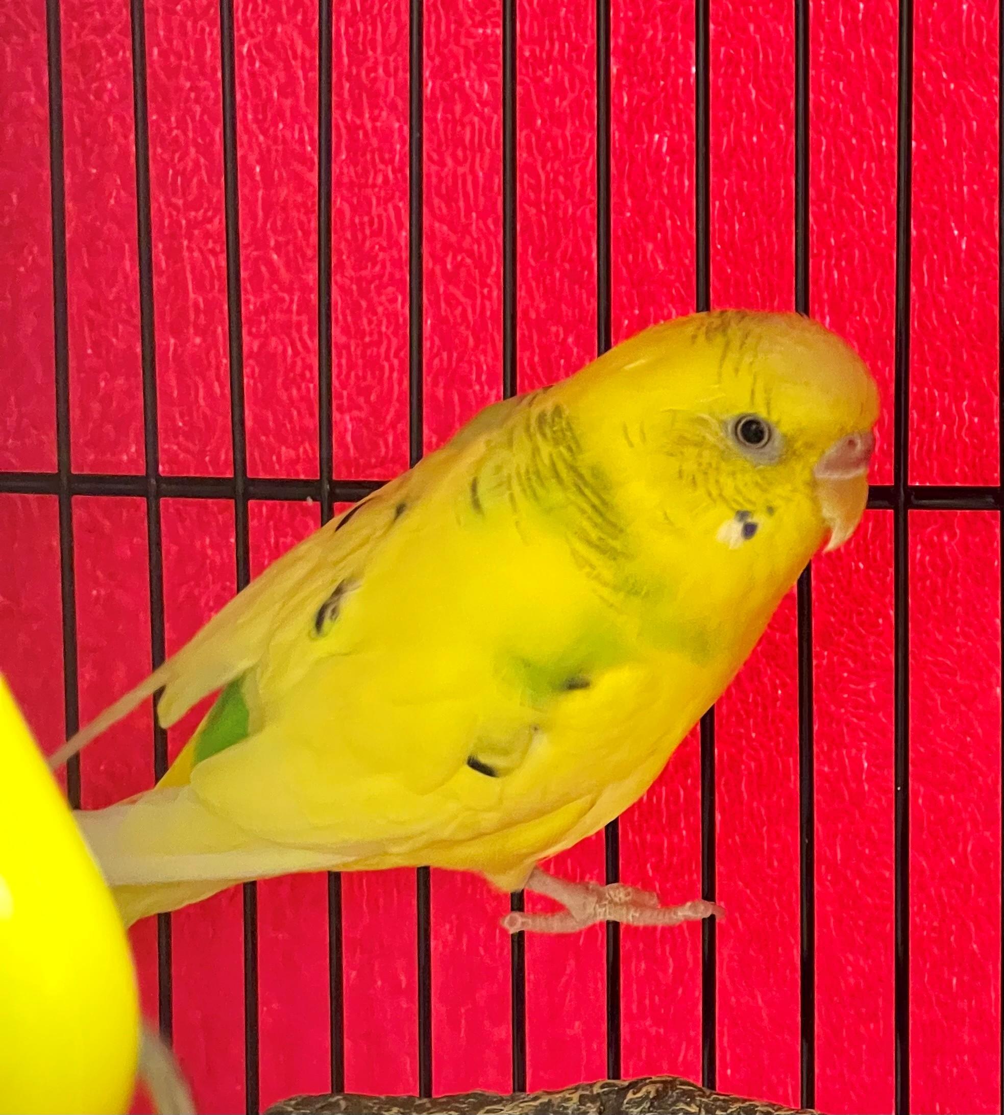 Tapioca, adopted, Young Unknown Parakeet (Other).