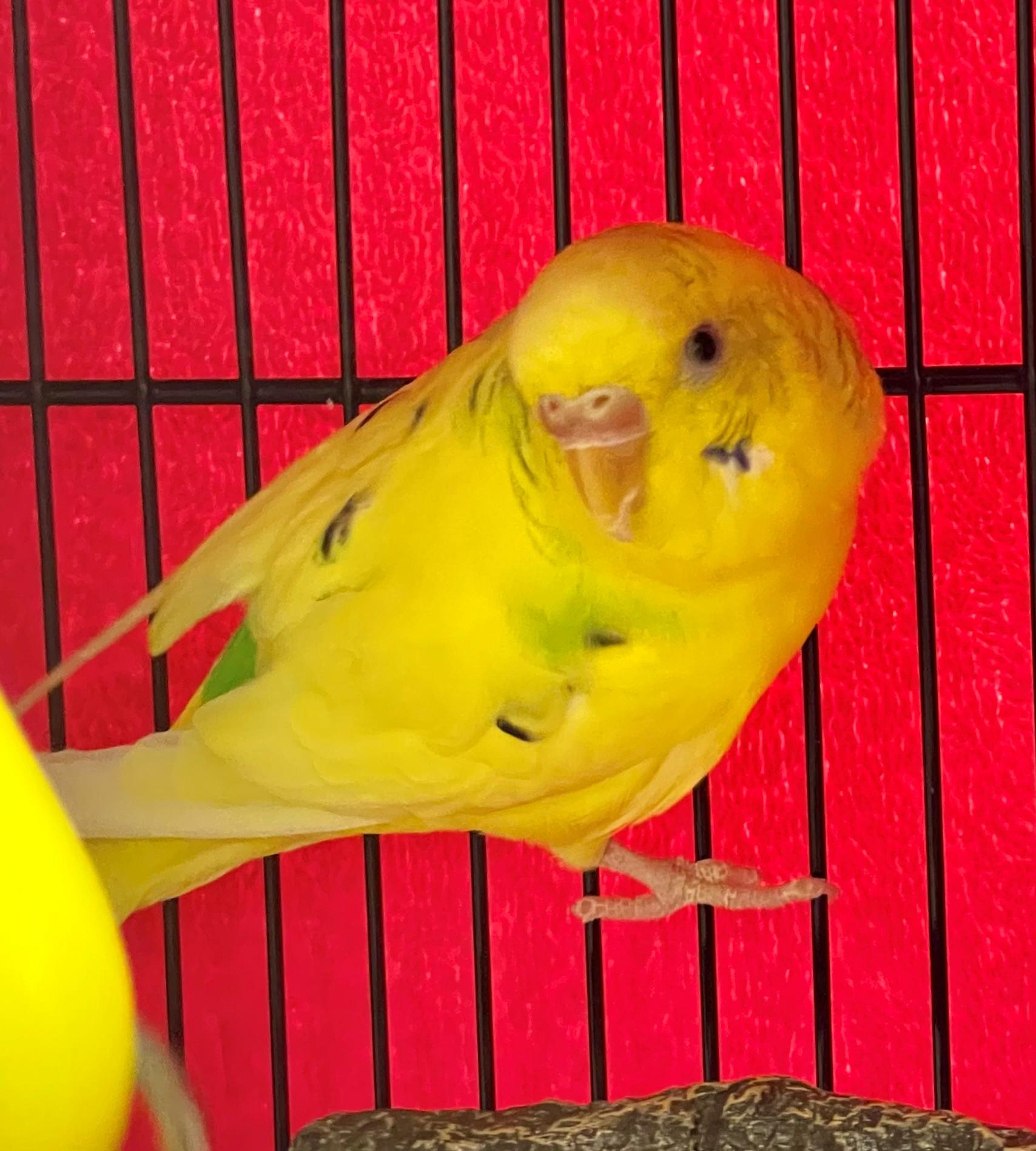 Enlarge Tapioca, an adopted Parakeet (Other) in Hamilton, ON image 3/3