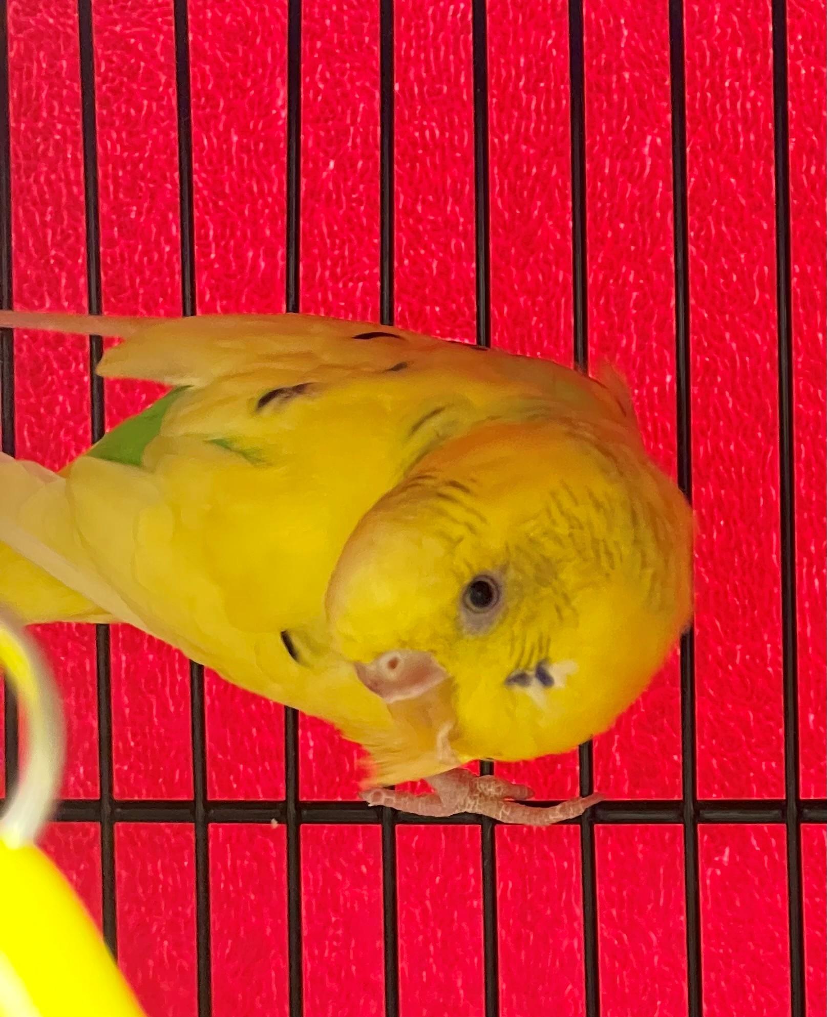 Enlarge Tapioca, an adopted Parakeet (Other) in Hamilton, ON image 2/3