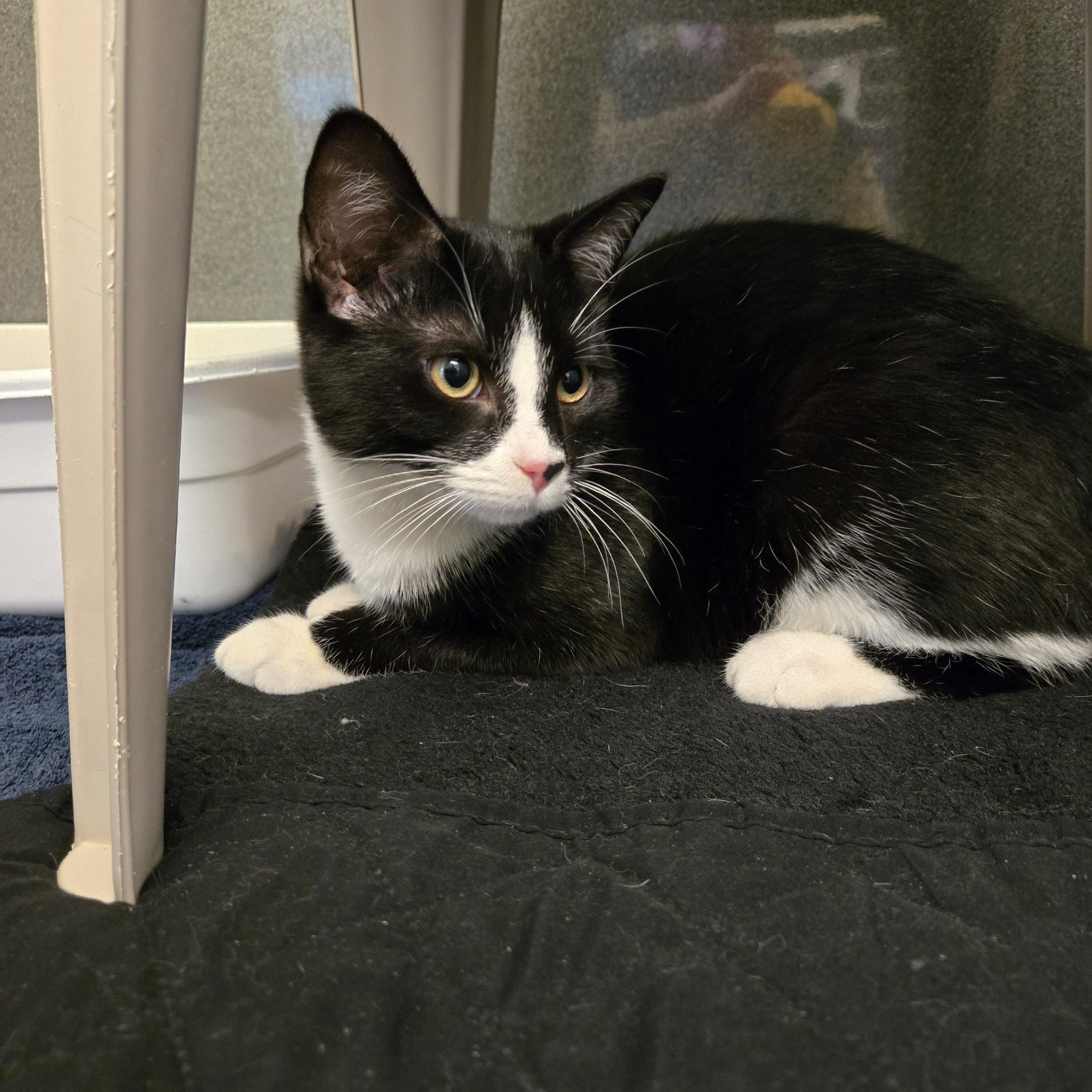 Enlarge Orion , an adopted Domestic Short Hair in Paris, ME image 2/2