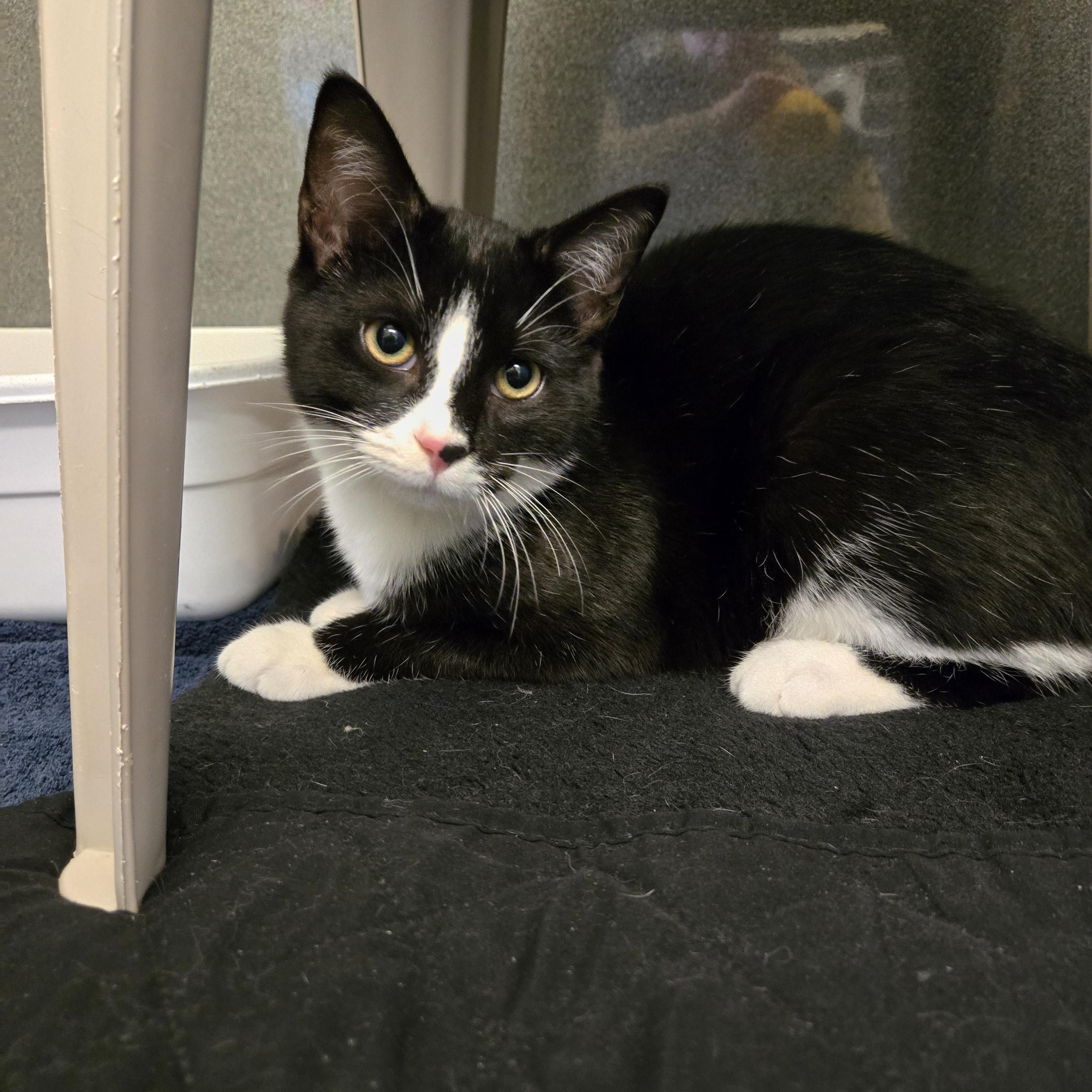 Enlarge Orion , an adopted Domestic Short Hair in Paris, ME image 1/2