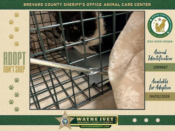 Carl, Adoptable, Adult Male Domestic Medium Hair.