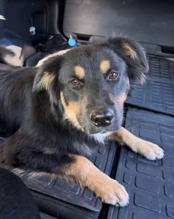 Delta, Adoptable, Young Male Australian Shepherd.