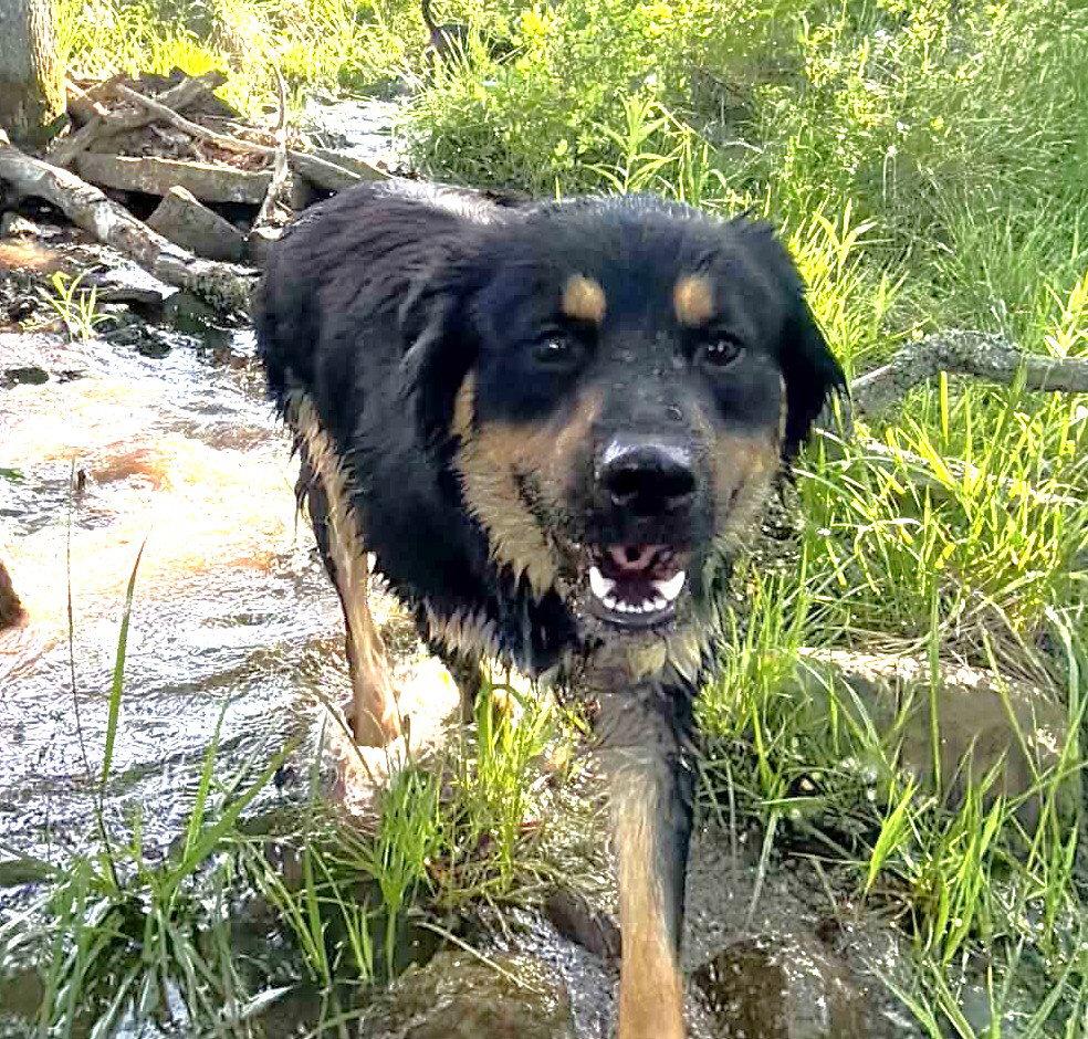 Enlarge Delta, a Adoptable Australian Shepherd in Winter Park, CO image 2/3