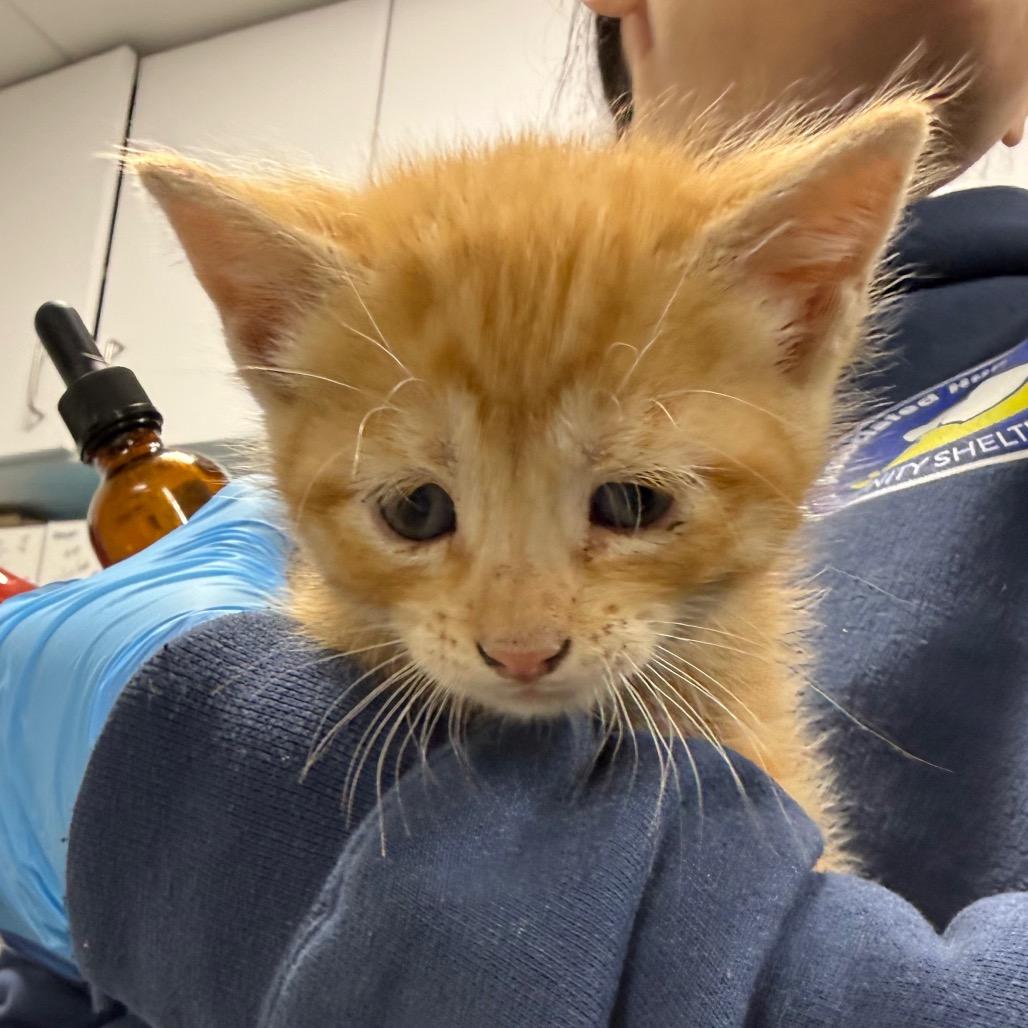 Kovu, Adoptable, Kitten Male Domestic Short Hair.